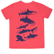 تیشرت پسرانه مدل shark tastic 2